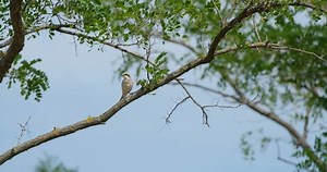 Lesser Grey Shrike Lanius Minor Bird Stock Footage Video (100% Royalty-free) 1090989503 | Shutterstock