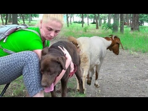 animal dog sex Discovery Jungle Fertilization 2 days ago views 1.million