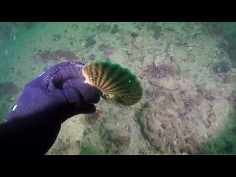 Flying Scallops show - Sound of Mull. Diving with GoPro Hero4