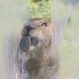 23K views · 768 reactions | We won an award! Our Marketing team was recognized by The Association of Zoos and Aquariums with the 2020 Excellence in Marketing Award for the "Audubon Zoo Lions: The Roar Returns" campaign. Read more here: bit.ly/362UNRI What better way to celebrate this exciting award than by giving our lions some whipped cream enrichment!  | Audubon Zoo | Facebook