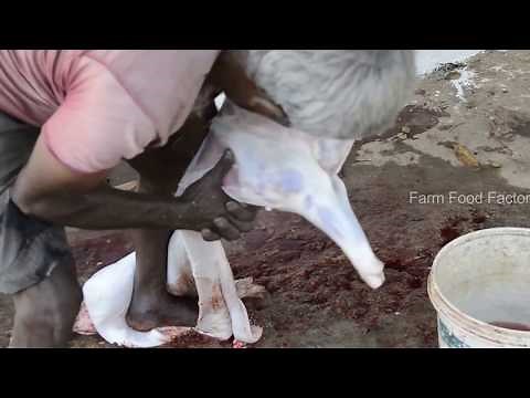 How to skin a sheep easily and chop it ? Skinning Lamb