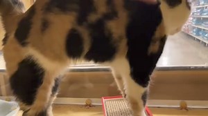 1K views · 29 reactions | We have a boat load of adoptable kittens...