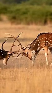 Deer Fight for Dominance | Wild Antler Battle Caught on Camera! #DeerFight #wildlifephotography #wildlife #safari #antlers | hidine eye