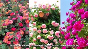 Pink Rose Bush Plant Live Shrub for Planting, Fragrant Rose Bushes Plant Live, Pink Rose for Planting, Starter Size, 4 to 10 Inc Tall