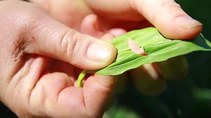How to use plantain for bee stings, bug bites, and more | Kami McBride