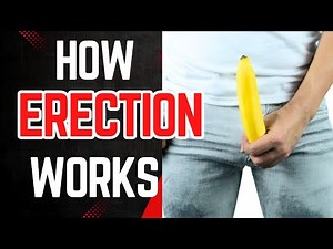 How an Erection Works (The Science Behind It!)
