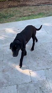 Atlanta Lab Rescue on Reels | Facebook