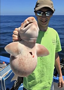 40K views · 88 reactions | Alien Fish Mystery Solved - after studying the photos the experts agree that the strange fish is an albino swell shark - still alive and well! Thanks Jaime for the great story and for releasing this cute critter. Watch: | Pneumonia66 | Facebook
