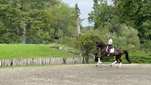 Bombproof 13 years old Grand Prix gelding offered for sale in France 🇫🇷 Amateur friendly and uncomplicated horse shown at Inter II GP level. On the video, he is being tested by a new rider in an unknown environnement and is perfectly behaved. More infos PM #horselover #dressagetraining #horseriding #horse #equestrian #dressagehorse #equestriansport #dressagehorses #horses #dressagetrainer #equestrianlife #horseofinstagram #dressage #dressagerider #dressagehorseforsale #horserider | Pamfou Dres