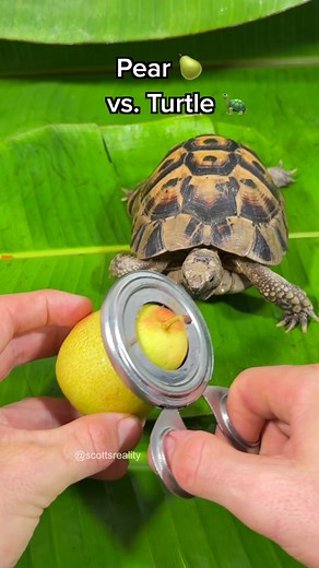 Baby Tortoise Food: What Will He Eat?
