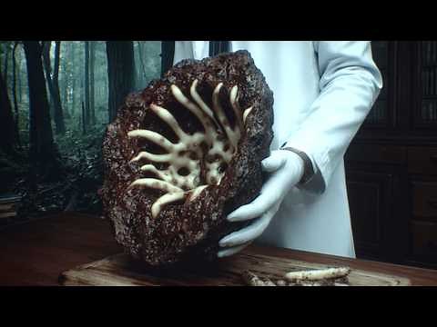 Terrifying Discoveries Inside Meteorites That Could Be Alive