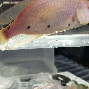 Albino Dimidiochromis Compressiceps male 7in #nofilter #stunner #omg #fish #beautiful #malawi #fishtank #fishroom #africancichlid #cichlids #aquatics #cichlidsofinstagram #fishtankfanatics #fishtankhq #sexy #fishtanklife #colorful #aquarium #fishtank #fishporn #instafish #instagood #tropicalfish #photooftheday #amazing #beantownaquatics #fishkeeper #fishkeeping #handsome #stud | Beantown Aquatics