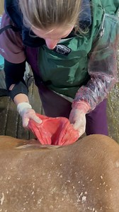 Displaced Abomasum(DA) surgery, one of the girls abomasum wasn’t staying where it belonged so surgery was needed. There are other ways to potentially fix a DA but this one is the most successful. We prefer doing it right the first time. | TDF Honest Farming