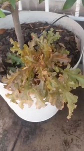 Te habías preguntado ¿por qué algunas plantas son de otro color y no verdes?🤔 Te explico con las que son de color rojo 🍁 ¿Aprendiste algo nuevo? Déjanos una 🍁 en los comentarios si fue así 😍🌳 . . . . . . #datosinteresantes #plantas #aprendiendosobreplantas | Huertos Urbanos Querétaro