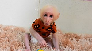 Which one should play with! Monkey baby had hard time to chose. | Axel Monkeys | Facebook