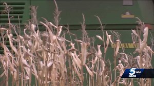 Latest numbers show positive Oklahoma wheat harvest
