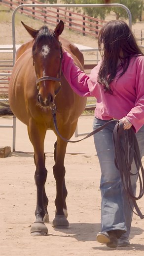 Adopt a Horse: Meet Joker, Gendry & Fleur from ASPCA Partner