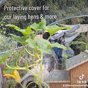 Our #layinghens are so much safer inside this roomy new #chickenpen, here at the Learn & Grow Sustainability Learning Center. Tip/Donate: https://paypal.me/learnandgrow See the chicken care products in our shop: https://learn-and-grow.org/product-category/chickens/ #chickens #layinghens #eggs #backyardhens #backyardlayinghens #petchickens #chickenplayground #playful #happybird #organiceggs #foodsecurity #foodindependence #growyourown #TeachEverywhereGrowAnywhere #FoodSecurityIsFreedom | Learn & 
