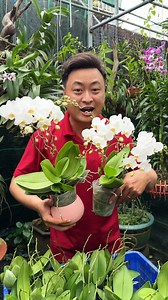 46K views · 261 reactions | Mua Lan còn được tặng quà thì phải nói là quá đã luôn mấy anh chị !! | Hoa Lan Bốn Mùa | Facebook