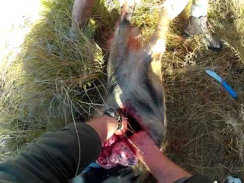 Gutting a wild pig
