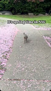17K views · 10K reactions | It’s spring time in NYC! For some people...