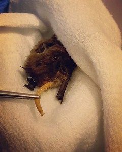 Little brown bat arrived yesterday, underweight and in serious need of help. He was hibernating in a known white nose syndrome affected area, all precautions are taken to ensure the safety of our other rehabilitating bats. We have a designated white nose syndrome quarantine room specifically constructed for WNS patients. Poor boy, he is making great profession since last night. A huge thank you to Adrian and mark for getting this girl help 🙏 #pabatrescue #batrehabilitation #batrehab #fightwns #