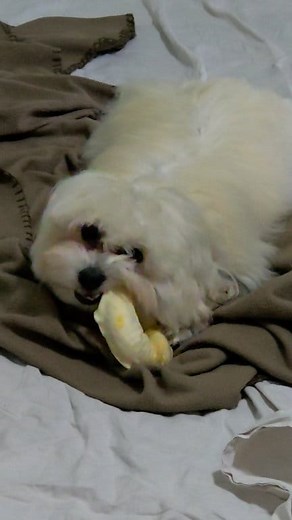 #dog #maltipoolove #maltese #maltipoosofinstagram #puppylife #puppiesofinstagram #maltipoopuppy #poodle #puppylove #puppy | Fluffy Talks