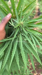 2.5K views · 58 reactions | Who will be chilling this Sunday    : @hillsoceansja #jamaica #ganja #farm #farming #organic #jamaicaexperiences #sunday #weekend #chilling #jamaicaexperiences | Jamaica Experiences | Facebook