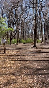 #FosterFriday with this party animal…Scout 🧡🧡is a great playmate in the park and loves to show off his speed. Apply to adopt this gorgeous boy today! lab-rescue.org/adopt #nobetteroptionthanadoption #labrescuelrcp #sponsorsgivechances #adoptdontshop #Scout | Lab Rescue LRCP
