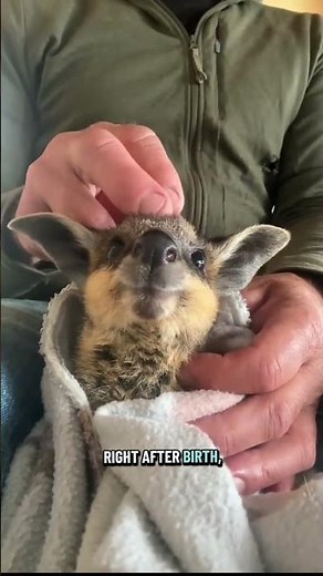 How Baby Kangaroos Reach the Pouch 😱 #kangaroo #animals #nature