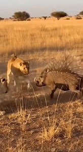 973K views · 3.5K reactions | When a Lion Faces a Prey Covered in Spikes  #lion #warthog #animals #AI | Chunky Cat and Friends | Facebook