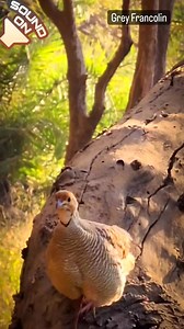 Grey Francolin calling | Birds World Point
