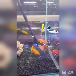 MARINE TANKS ARE FULL FOR THE WEEKEND! REEF SAFE FISH 🐟 Cleaner wrasse Bristletooth tang Yellow assessor Blue assessor Disappearing wrasse Blue spot blenny Yellow tang Yellow mimic tang Blue tang Orange shoulder tang Naso tang Lavender tang Gold rim tang Lyretail anthias (male and female) Flame anthias Multicolour fairy wrasse Pastel green wrasse Black onyx percula clowns Fire goby Chocolate goby Purple dottyback Oblique lined dottyback Royal dottyback Large barred rabbitfish Coral rabbitfish P