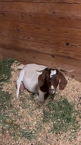 1K views · 35 reactions | Lots of pushing!!!! | FarmHouse Fresh Animal Sanctuary | Facebook