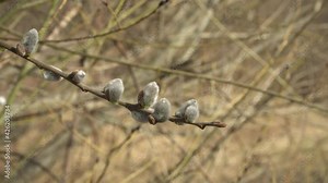 Pussy willow sample. Shrub landscape in early spring with willow-catkins in branches in an extreme close-up view. Footage with shallow depth of field view.