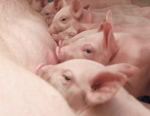 Pork Producers and Industry
