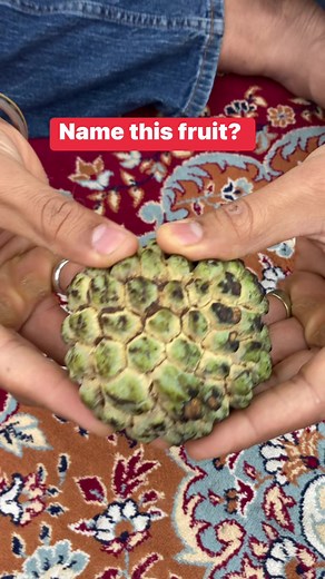 This is sugar apple aka sitaphal aka sweetsop. This is cousin of soursop with a much sweeter taste. The taste is very similar to custard hence it is also known as custard apple in many region. #sugarapple | plantsages
