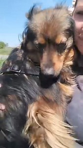 Kto pokocha Oleandra, tego życie będzie usłane kwiatami! Całe dotychczasowe życie spędził na łańcuchu. Dzisiaj jest gotowy by przejść z Tobą socjalizację i wprowadzenie do życia. Judytowe Ciocie robią wszystko, by zapoznać go z nową formą życia, ale przed nim nadal dużo wyzwań. Poszukujemy domu tymczasowego lub stałego, który będzie gotowy i zdeterminowany by poprawić relacje Oleandra z innymi psami. Z sukami dogaduje się wybitnie, ale z samcami nadal pojawiają się zgrzyty. Oleander bardzo ceni 