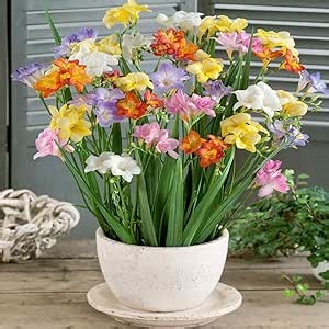 Outsidepride Freesia Hybrida Mix Seeds - 100 Pcs. Perennial, Versatile & Low Maintenance, Flower Seeds for Planting Vibrant Mixed Blooms for Pollinator Gardens & Cut Flower Arrangements