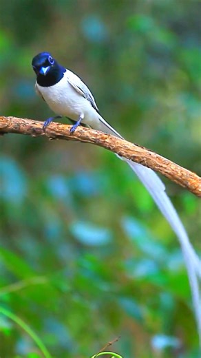 58K views · 2.9K reactions | Marvel at the Stunning Asian Paradise...