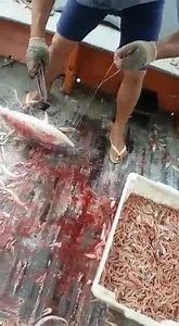 447K views · 3.6K reactions | Atividade no convés | Barcos E Traineiras De Pesca 2 | Facebook