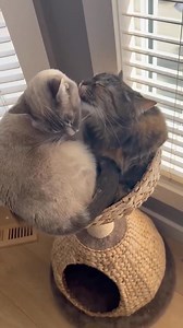 Happy Tuesday from adoptable kitties, Lucy and Levi! It’s bathtime for these 2 cuddlers extraordinaire, they are so adorable! Lucy and Levi are 2 years old and they do well with other kitties. They will both be such fantastic forever family members! Visit www.safeteam.ca to learn more about Lucy and Levi or to apply to meet these Bonded Buddies! | SAFE Team Rescue