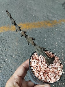 Ceropegia Bosseri (buy 5 Get 1 Free) - Etsy Canada