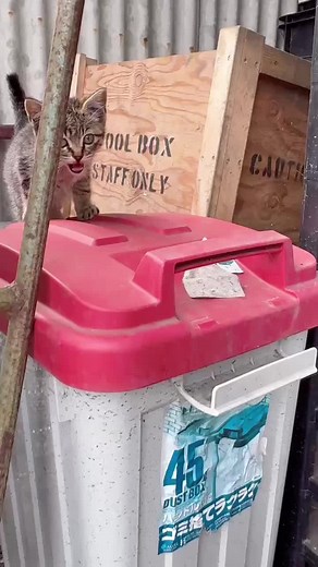 保護猫のチュール体験！