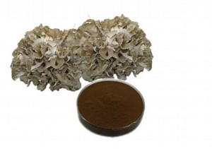 [Hot Item] Maitake Extract Powder with 10% Polysaccharides