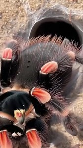 123K views · 653 reactions | ️ Tarantula Waiting in Its Lair — The Hunt Begins! 者 A tarantula hides in its burrow, waiting for unsuspecting prey to wander into its webbed trap. A fly nears, unaware of the predator lurking in the shadows — who will win this silent standoff? ⚡ #TarantulaHunt #SpiderVsFly #WildlifeInAction #NaturePredator #PredatorVsPrey #CreepyCrew #WildEncounters #InsectWars #NatureUnleashed #US #UK #australia | SpiderVerse Wild | Facebook