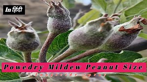 powdery mildew treatment | Himalayan Farming