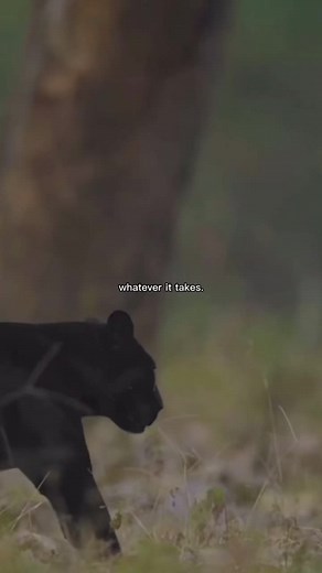 Majestic Black Panther in Its Natural Habitat