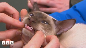 Pets Fact-or-Not: Cat