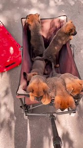 1.7K views · 338 reactions | Omg puppies  | Malinois Lovers | Facebook